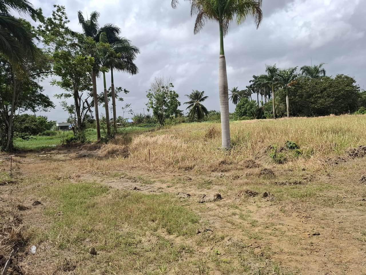 Musahalweg Paramaribo foto 3