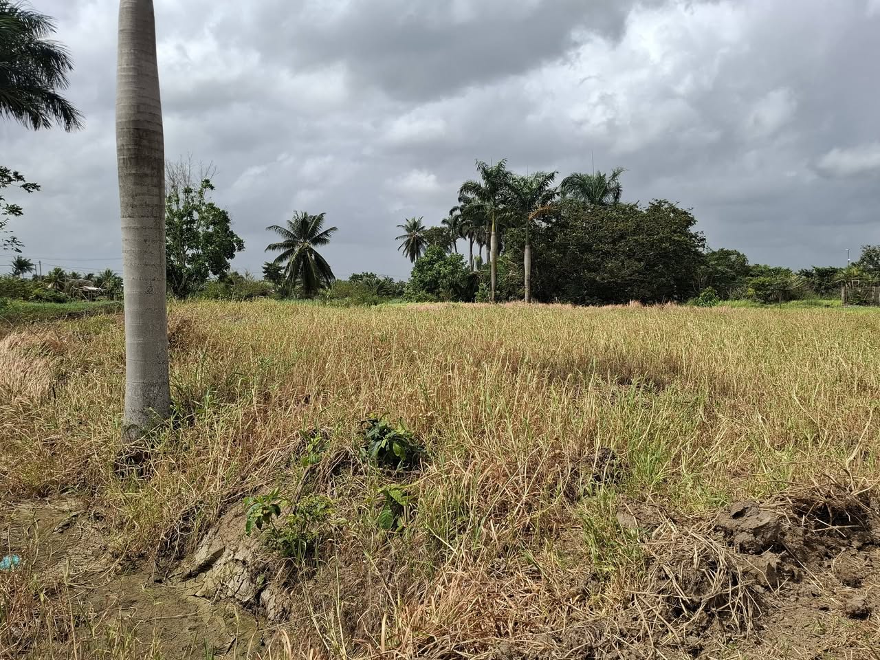 Musahalweg Paramaribo foto 5